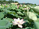 Lotus field July 05