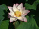 Lotus flower July 05